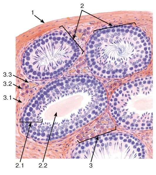 Семенник крысы гистология. Извитые семенные канальцы гистология препарат. Препарат поперечный срез извитого канальца семенника гистология. Семенной каналец гистология. Семенник гистопрепарат.
