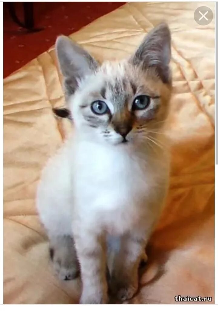 Смесь сиамской кошки. Тайский метис порода кота. Сиамские коты помесь. Метис сиамской кошки. Сиамская кошка королевской породы.