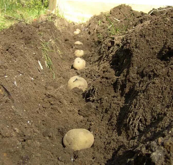 Картофель колорадо. Сон садить картошку в землю. Посадка картофеля. Посадка картошки. Посадка картофеля.