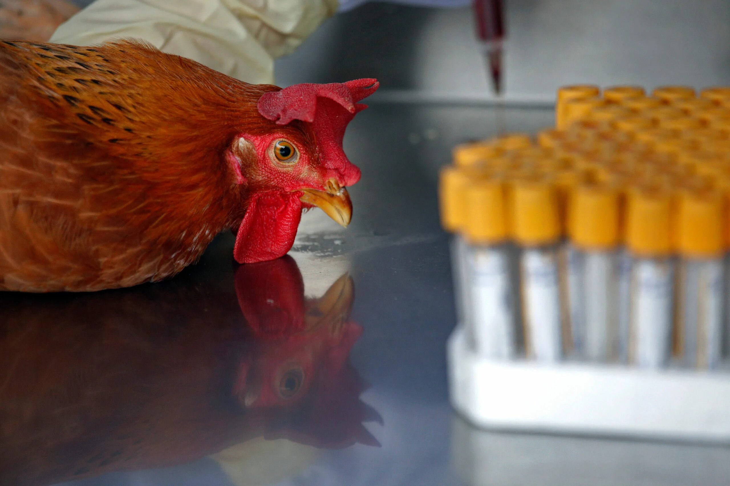 Птичий грипп h5n1. Высокопатогенный грипп птиц.