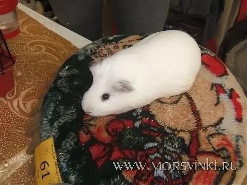 Можно ли свинкам редис. Можно ли свинкам редис
