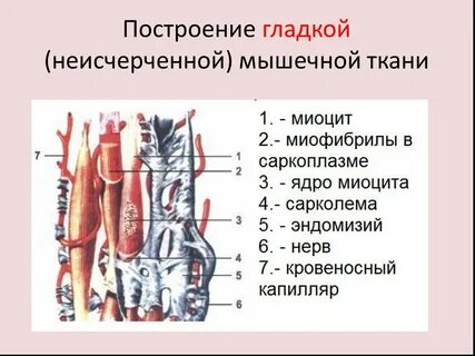 Гладкая мышечная строение