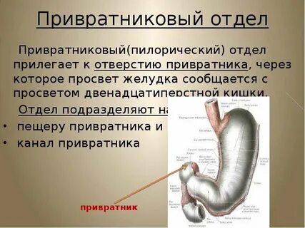 Привратник пилорический