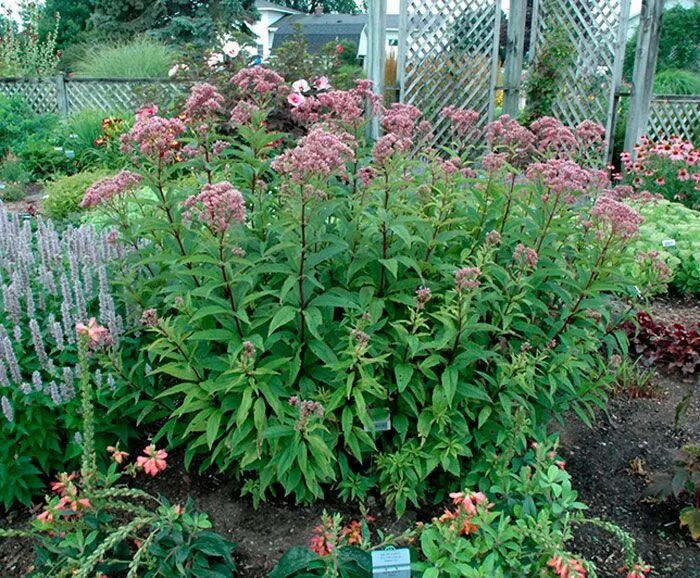 Посконник Пятнистый Eupatorium maculatum Phantom рост 60 - 80 в Киеве (Озеленени