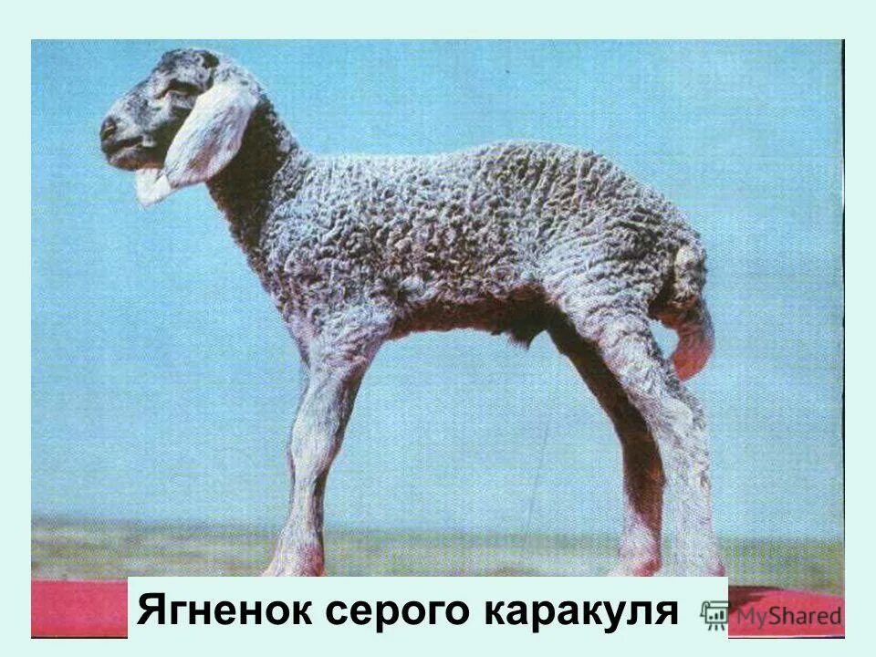 каракуль это какое животное