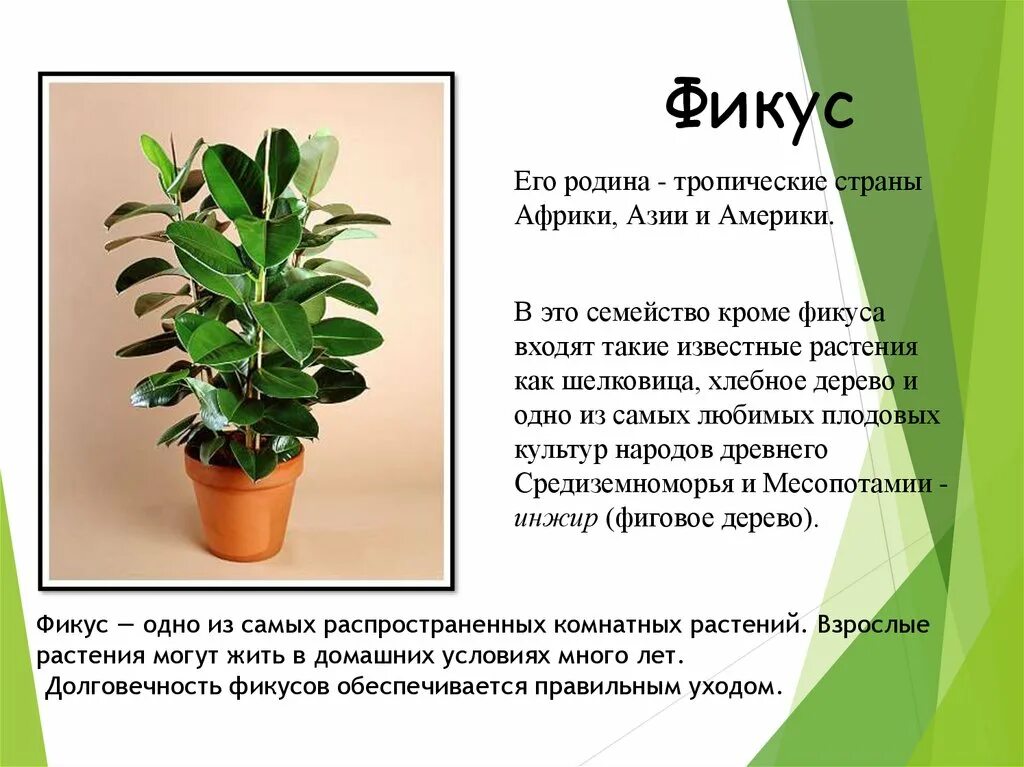 Что обозначает фикус. Фикус бенджамина родина растения. родина фикуса комнатного. фикус александрия. фикус бенджамина дерево.