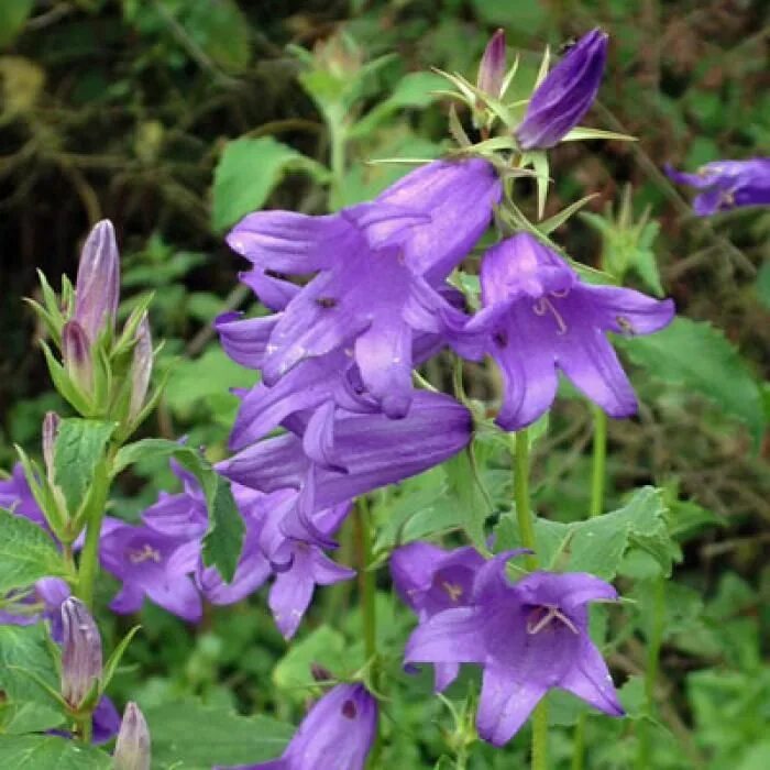 Колокольчик ваз. Campanula latifolia. Кампанула Латифолия.