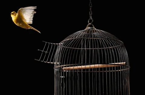 Arriving birds