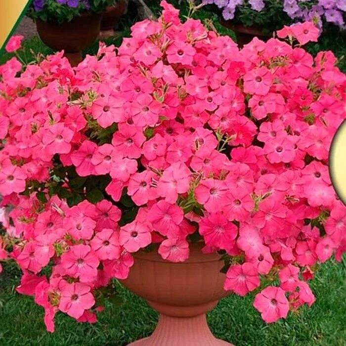Петуния каскадная тайфун f1 черри. Петуния alpetunia blueberry. Петуния стравберри айс. Тайфун петуния ампельная. Петуния surfinia hot pink.