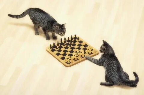 Включи 2 кота играют