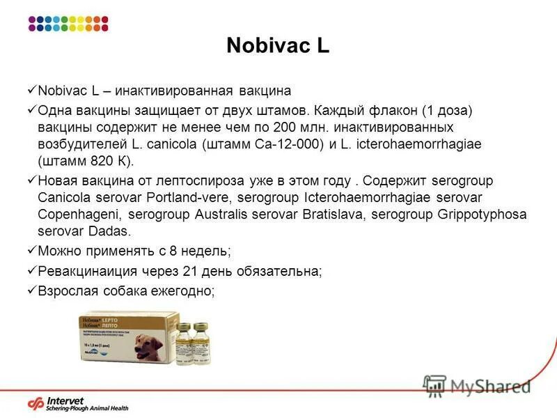 Нобивак для собак от чего. Нобивак для собак 2 прививка. Таблица вакцинации собак Нобивак. Прививки Нобивак для собак схема. Нобивак l4 для собак.