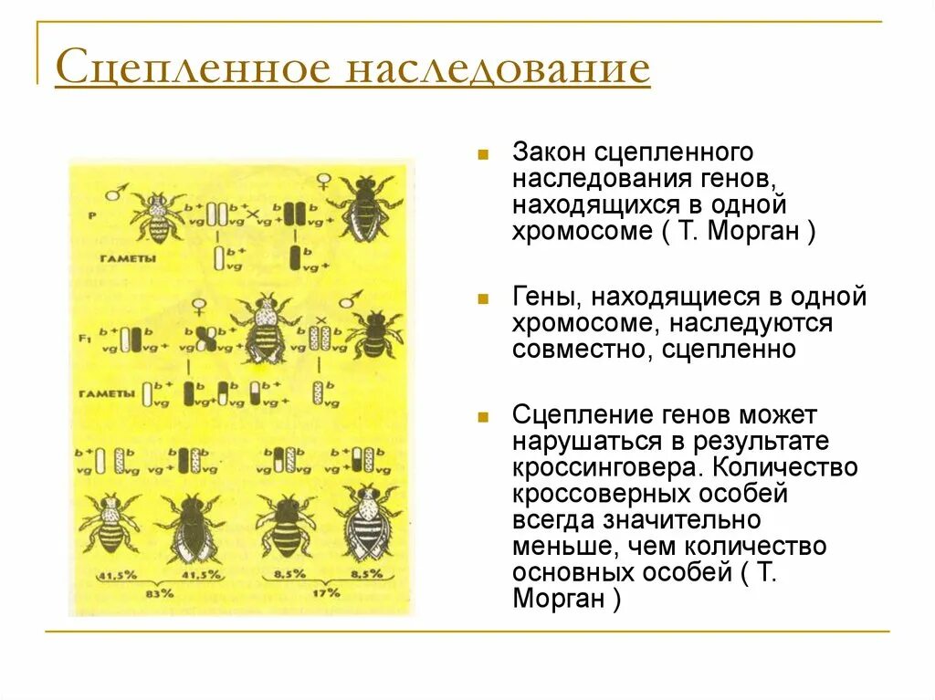 Презентация биология 10 класс сцепленное наследование. Закон Моргана о сцепленном наследовании схема. Закономерности наследования т. Моргана. Схема неполного сцепленного наследования. Сцепленное наследование признаков закон т Моргана.