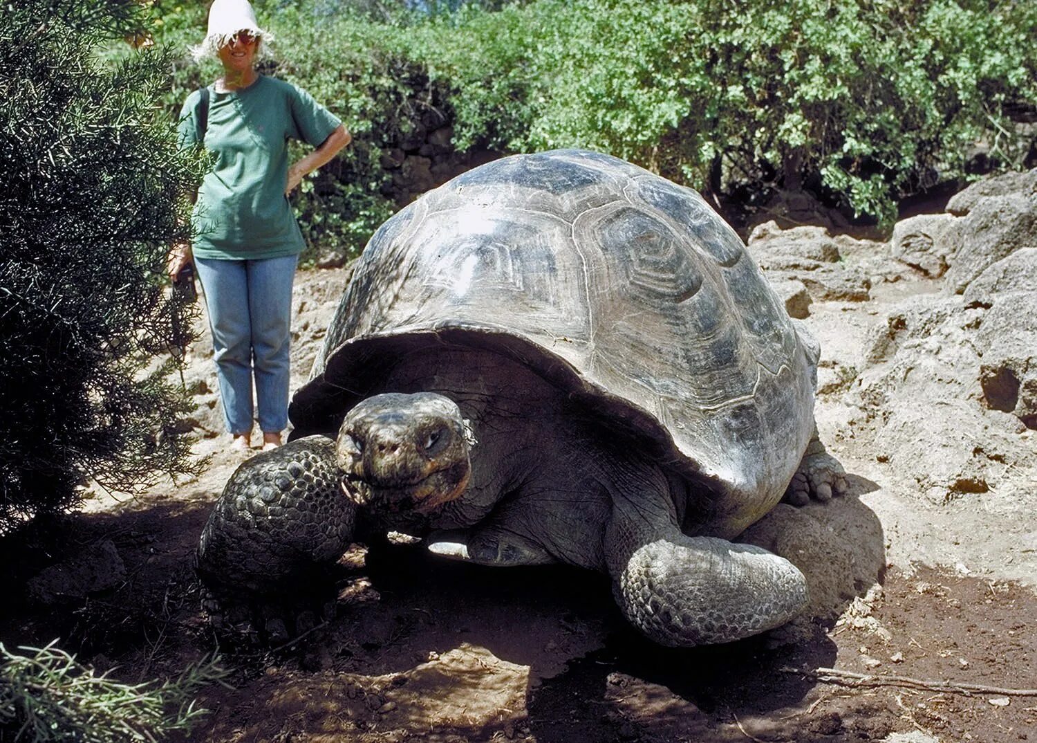 Галапагосская черепаха. Галапагосская гигантская черепаха. Галапагосские острова черепахи. Черепахи Галапагосские Сухопутные. Черепахи живут 300