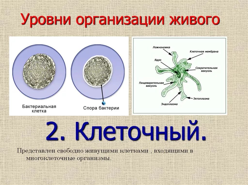 Назовите уровни организации многоклеточного организма. Амеба уровень организации. Амеба обыкновенная уровень организации. Амеба уровень организации жизни. Клеточный уровень организации живого.