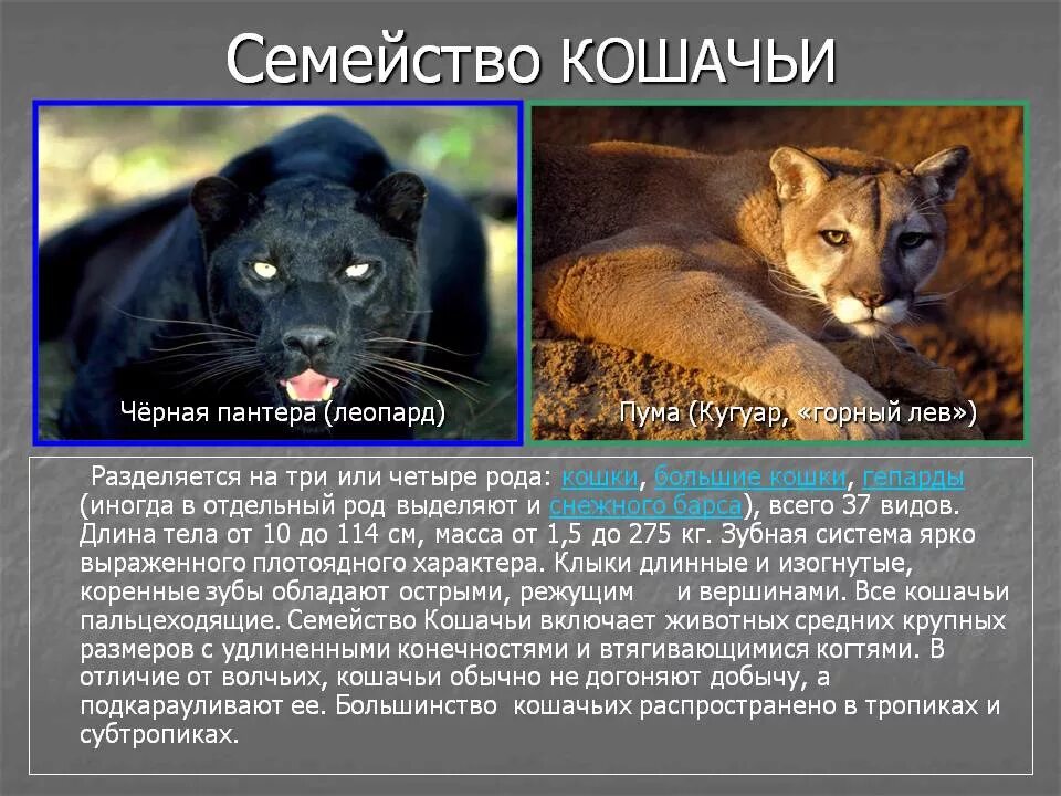 Семейство кошачьих представители. Интересные факты о пантере. Пантера презентация. Пантера презентация. Рассказ про пантеру.