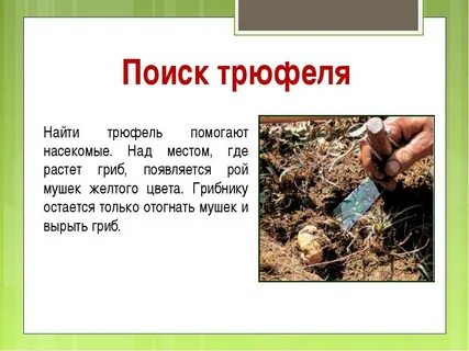 Трюфель грибы где растет