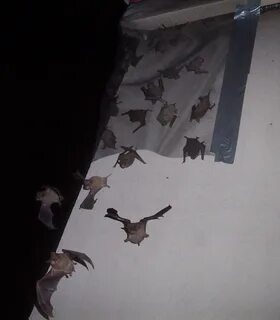 Убитая летучая мышь