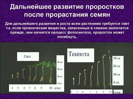 Условия развития семян