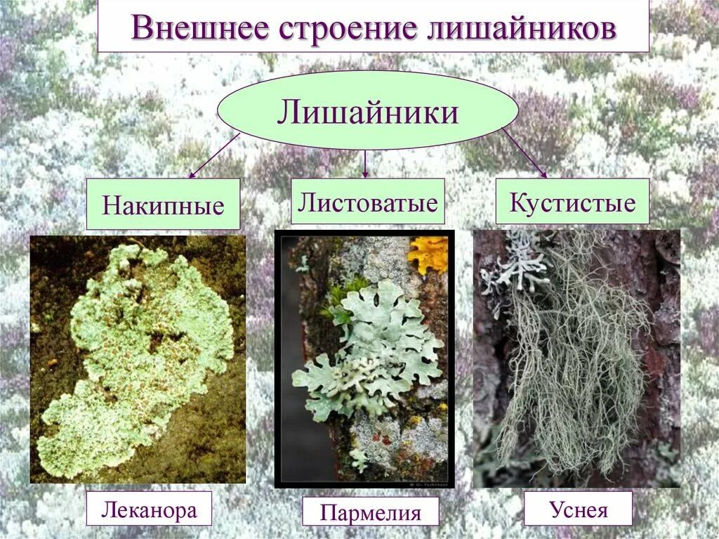 Лишайники листоватые кустистые. Многообразие лишайников. Лишайники накипные листовые кустистые. Лишайники накипные листоватые. Накипные кустистые.