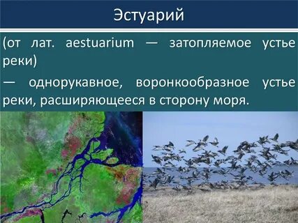 Экосистема речных дельт заповедники