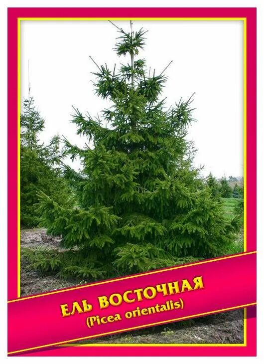 Ель восточная ауреоспиката: найдено 87 изображений