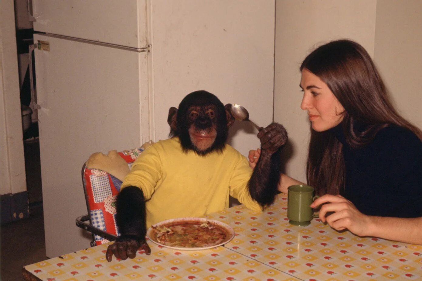 Покажи человека обезьяну. Обезьяна за столом. Обезьяна человек домашняя. Шимпанзе за столом. Шимпанзе и человек.