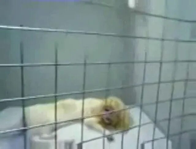 Эксперимент над девушкой в зоне 51. Зона 51 эксперимент над абигейл.
