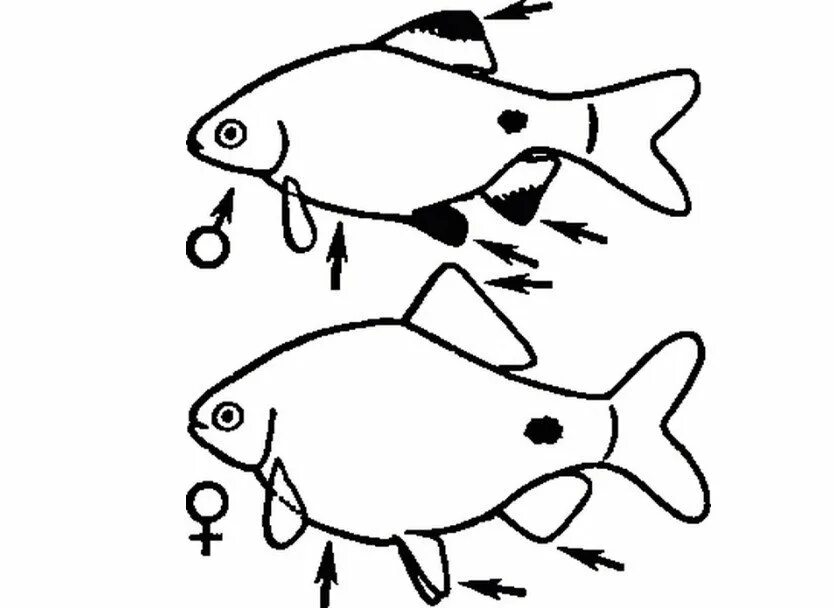 Как отличить рыбок самца от самки. Барбус суматранский отличие самки от самца. Барбус суматранский самки. Барбус суматранский самец и самка. Барбус суматранский самец.