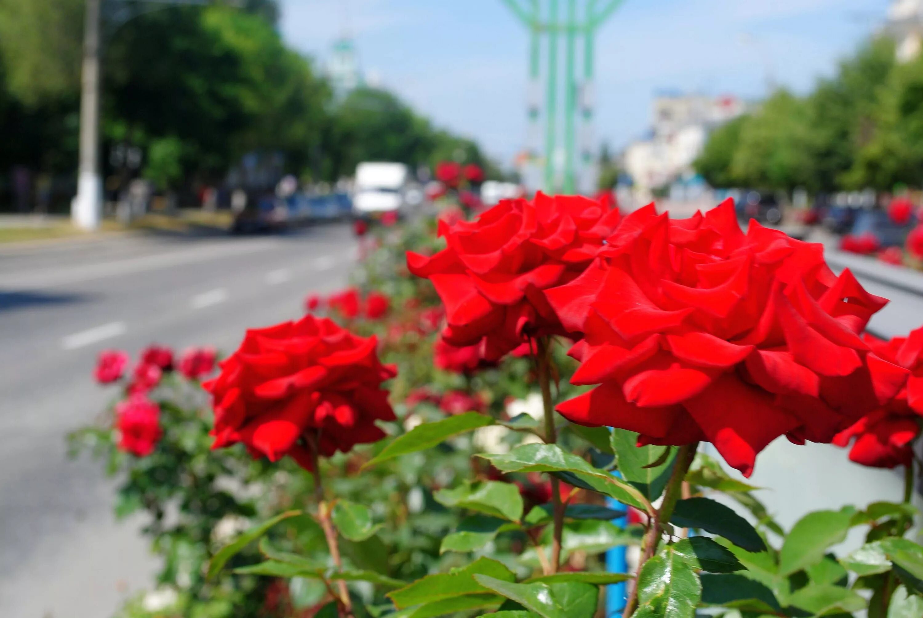 Вторая жизнь розам. Луганск город роз. Город миллиона роз. Луганск розы. Донецк город миллиона роз.