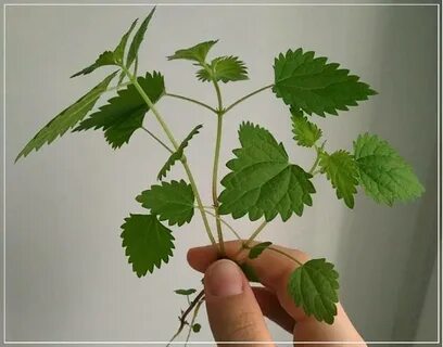 Побеги крапивы