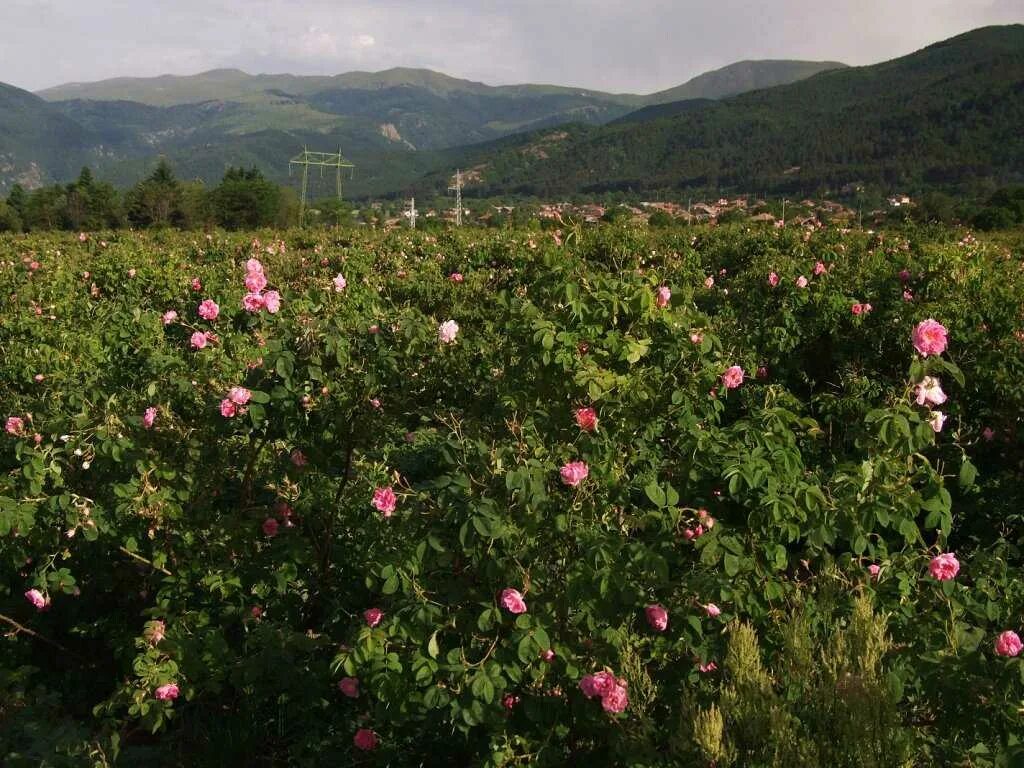 Розовое поле в крыму. Долина роз Болгария. Казанлык Долина роз. Долина роз (Rose Valley) \ Болгария. Плантации роз в Болгарии.