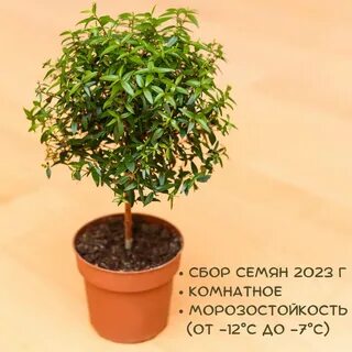 Растение миртовое дерево