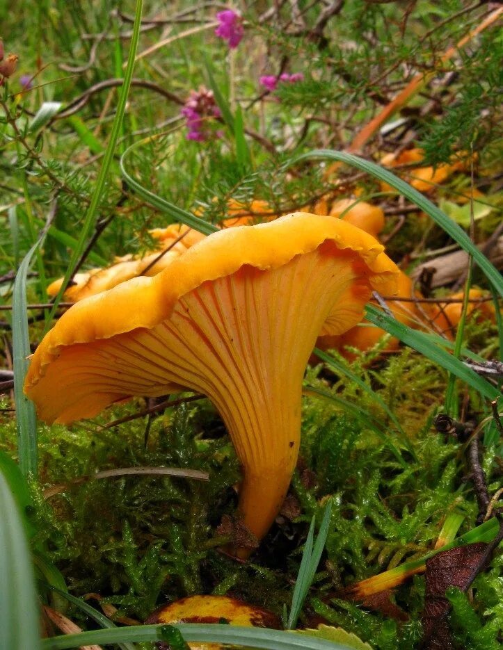 Chanterelle Mushroom (Cantharellus cibarius) Mycelium Spores Spawn Dried Seeds S