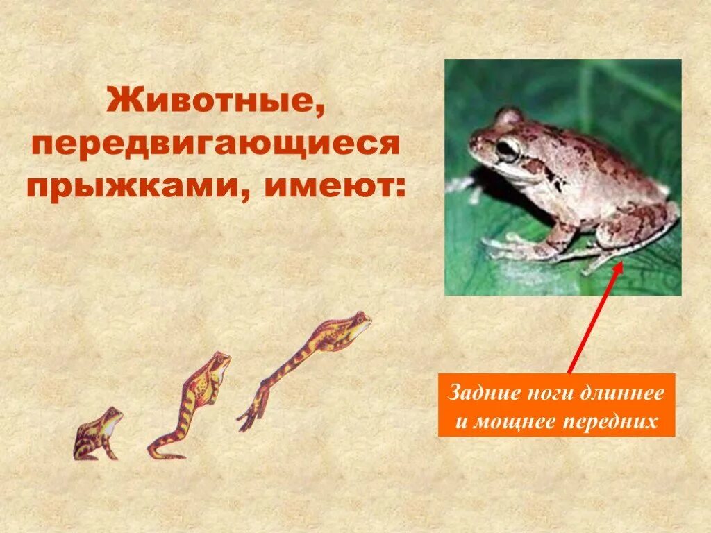 Передвижение животных. Животные передвигающиеся прыжками. необычные способы передвижения животных. движение животных презентация.