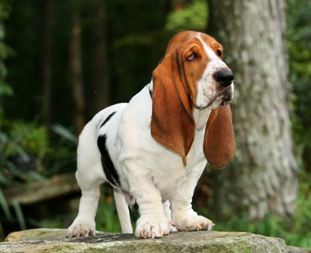 Pet Shop BEST SELLING Pet Supplies PURRWOOF STORE Official Cute dogs, Baby dogs,