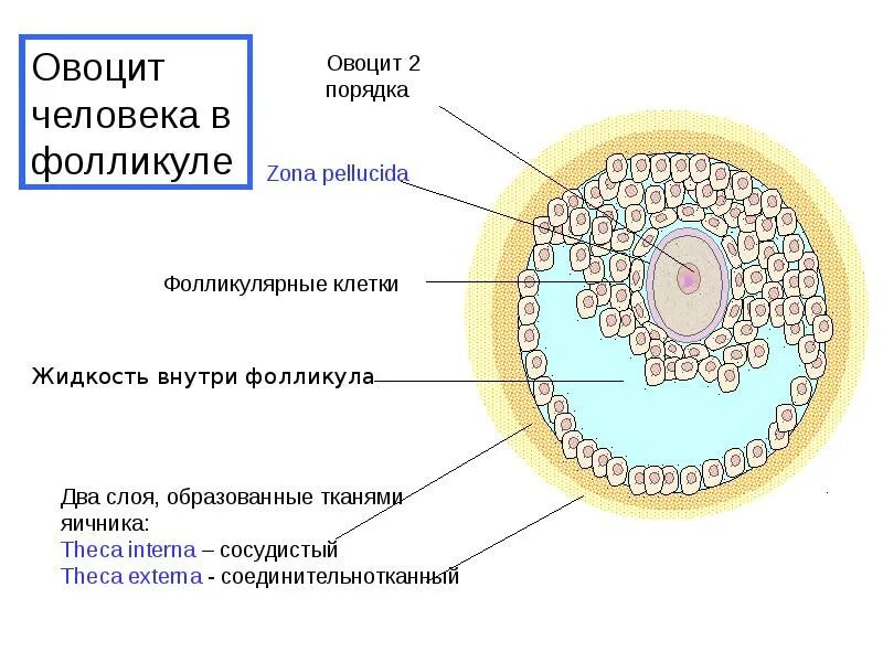 Сколько должно быть фолликулов в срезе