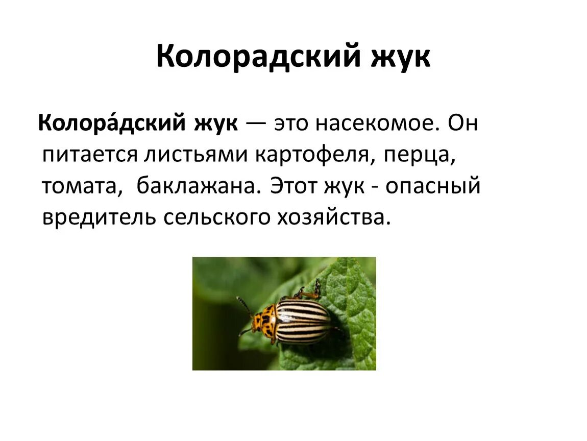 Как размножается колорадский жук. Колорадский жук приспособление для защиты от врагов. жизненный цикл колорадского жука. колорадский жук описание для детей. колорадский жук ареал.