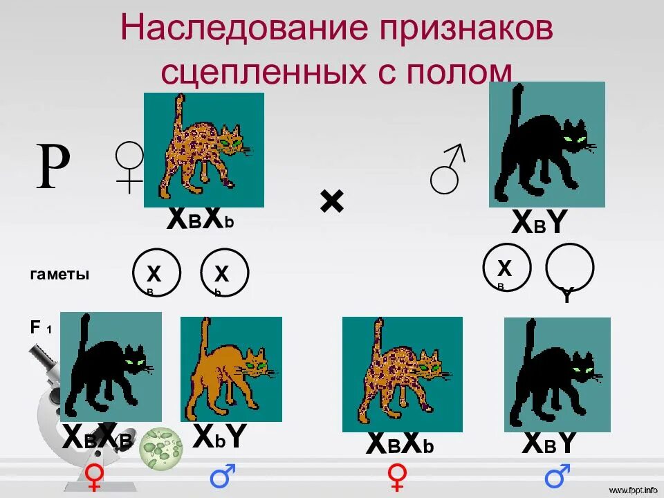 Наследование сцепленное с полом презентация 10 класс. Генетика сцепленное с полом наследование. Генетика пола и наследование сцепленное. Сцепленное наследование признаков генетика пола. Генетика пола наследование признаков сцепленных с полом.