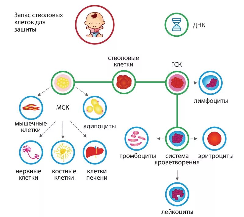 1 стволовые клетки. Виды эмбриональных стволовых клеток. Стволовые клетки дифференцировка. Стволовая клетка типы. Stem Cells стволовые клетки.