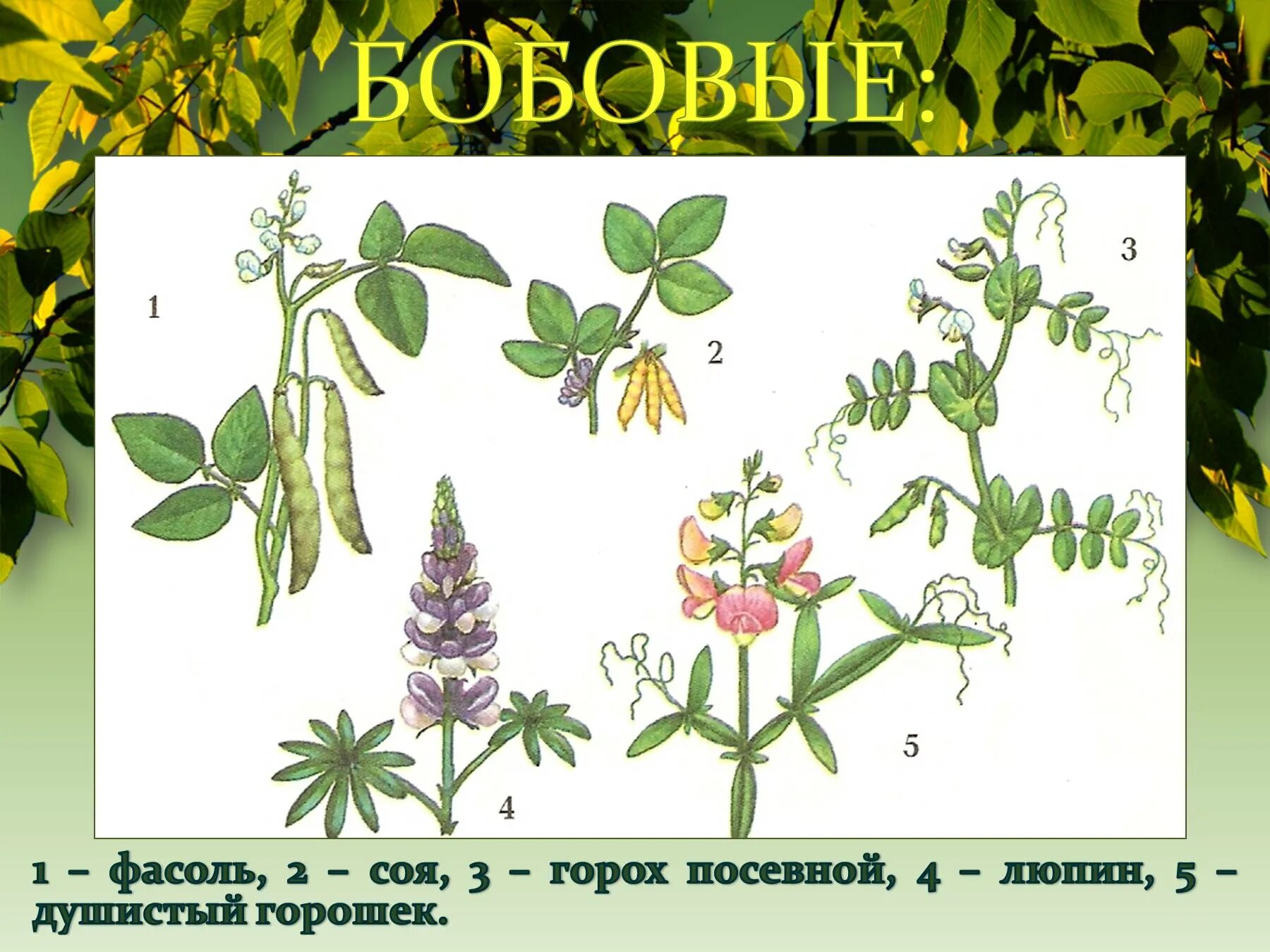 Класс мотыльковых бобовых. Бобовые мотыльковые растения. люпин семейство бобовые. цветок бобовых мотыльковых. горох посевной покрытосеменной.