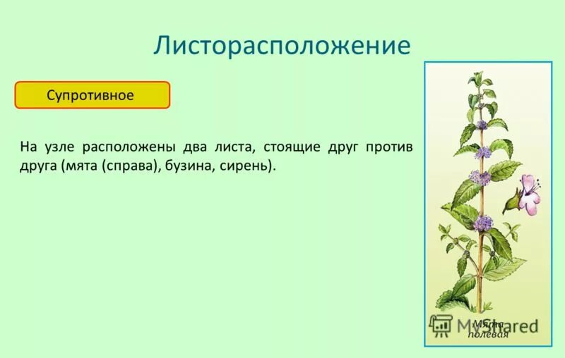 Какое листорасположение называют супротивным впр 6. Какое листорасположение называют супротивным впр 6