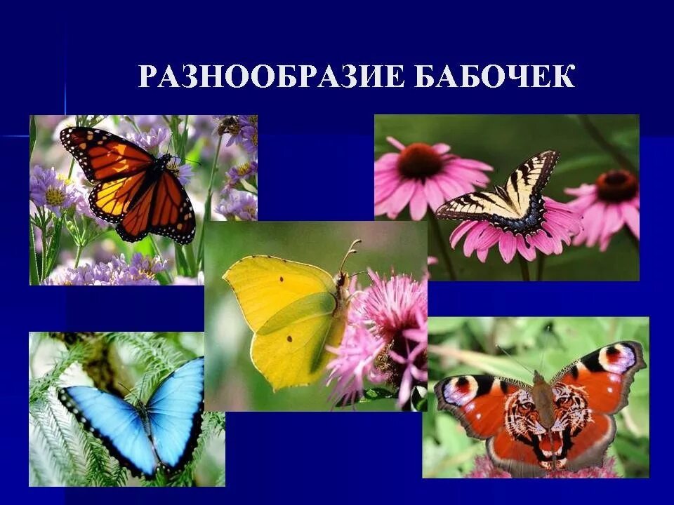 Класс насекомые многообразие. Разнообразие бабочек. Разнообразие насекомых. Презентация бабочки для дошкольников. Многообразие видов бабочка.