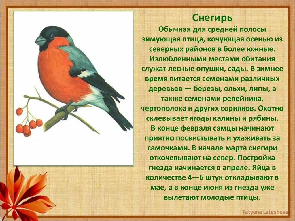 Ареал обитания снегирей. Снегирь место обитания. Описание снегиря. Ареал распространения снегиря. Среда обитания снегиря