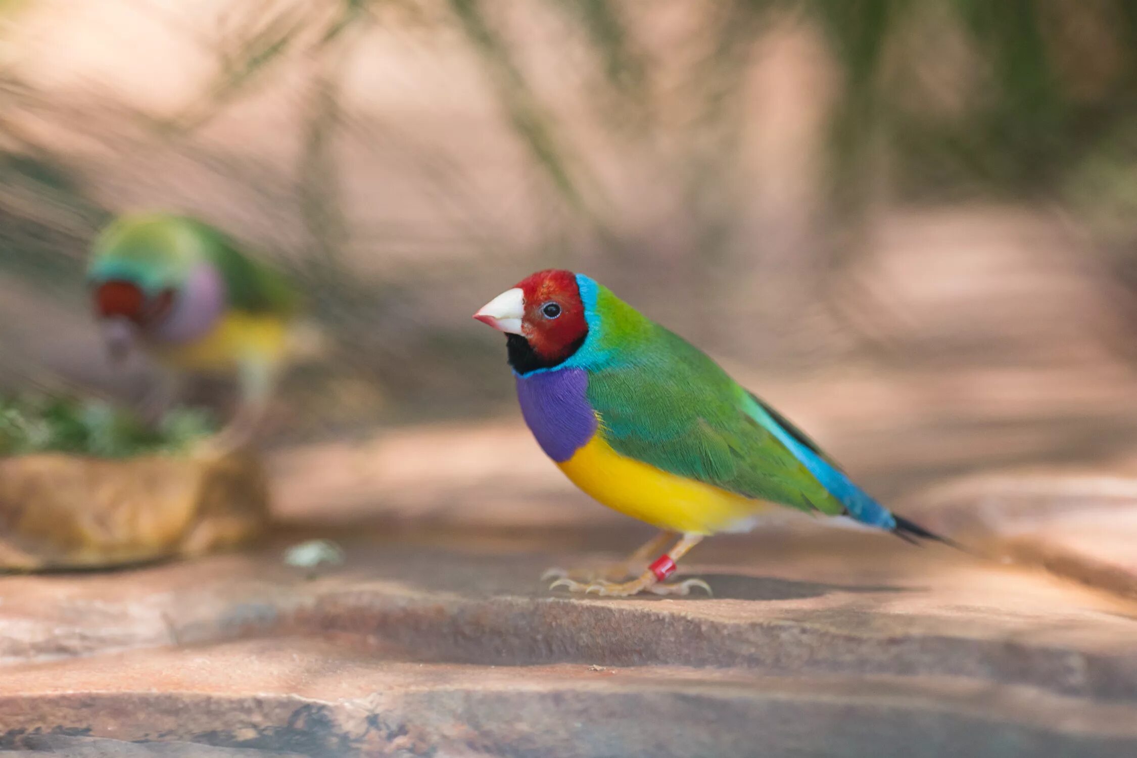 Fin h. Gouldian finch. gouldian finch новорожденный птенец. лунтик gouldian finch. смешарики gouldian finch.