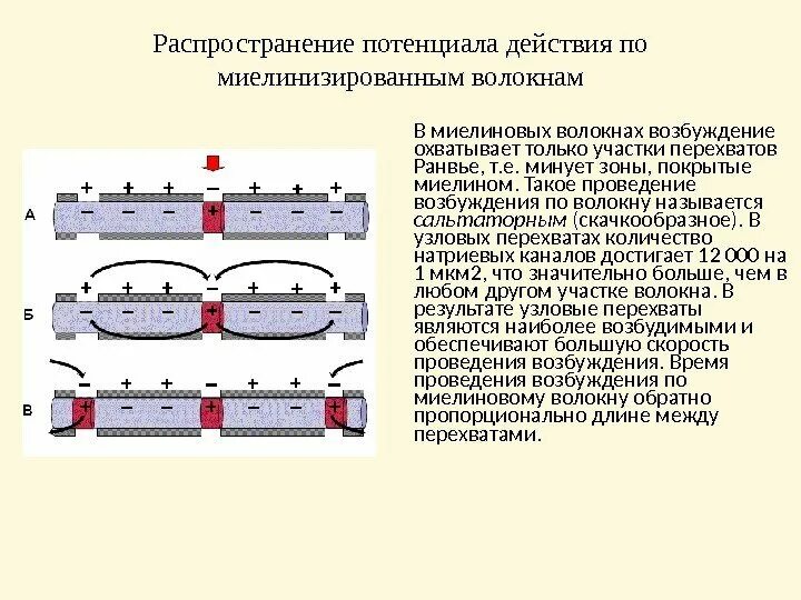 Проведение нервного импульса в миелинизированном волокне. Проведение нервного импульса в миелинизированном волокне