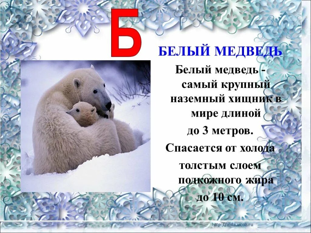 Каких животных спасают от холода запасы. Каких животных спасает жир от холода. какие животные спасаются от холода жиром. животные спасаются от холода с запасом жира.