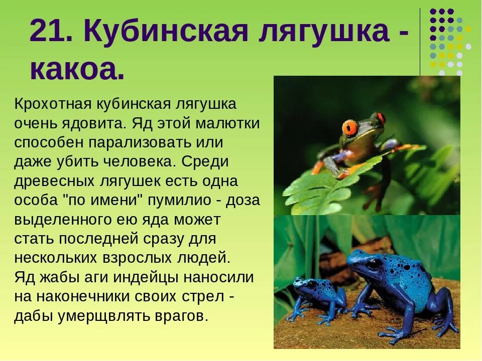 Лягушка земноводное 2 класс. Сведения о лягушках. Интересные сообщения о лягушках. Удивительные факты о лягушках. Необычные факты о земноводных.