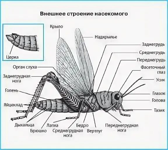 Составьте таблицу особенности внешнего строения насекомого Есть ли у насекомых кровь