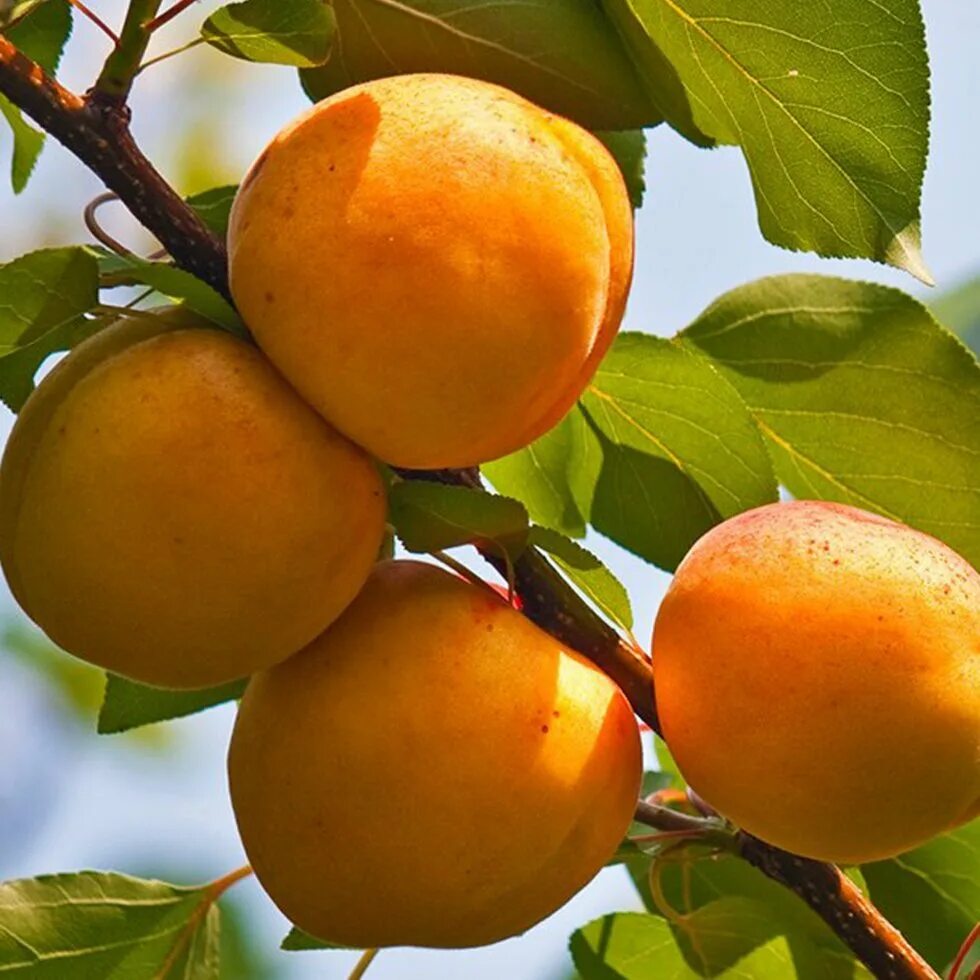 Абрикос харкот. Сорт абрикоса орловчанин. Абрикос сорт арарат. Абрикос куксултан. Саженцы абрикос манитоба.