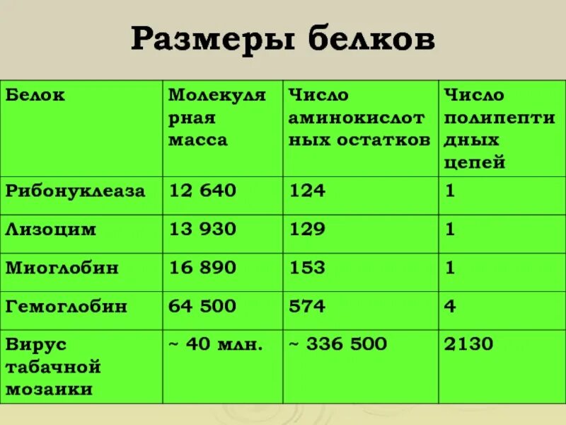 Размеры и форма белковых. Размеры белков. размер белок. белка размеры. размеры белков в нм.